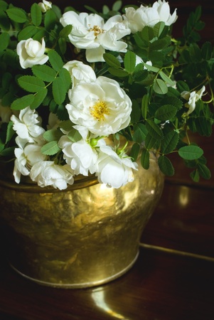 White roses in a potの写真素材