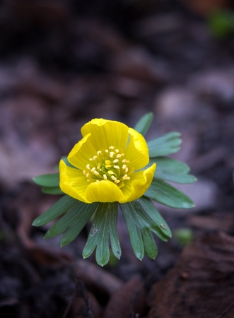 Close up of Winter Aconiteの写真素材