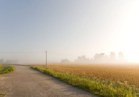Wheat field and country road in morning mistの写真素材
