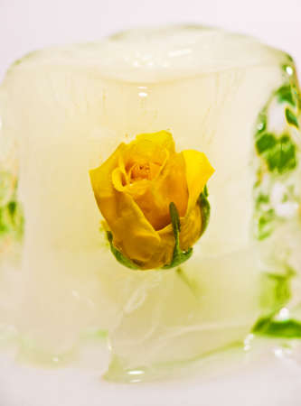 Small yellow rose partly inside a block of iceの写真素材