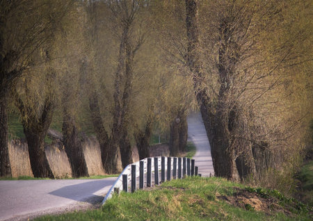 Country road lined with trees in the autumn