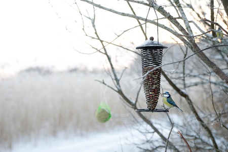Single blue tit eating peanuts in a treeの写真素材