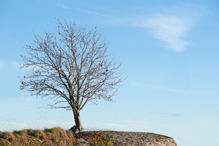 Single bare tree against blue sky in early fallの写真素材
