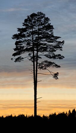 Single pine tree against colorful sunsetの写真素材