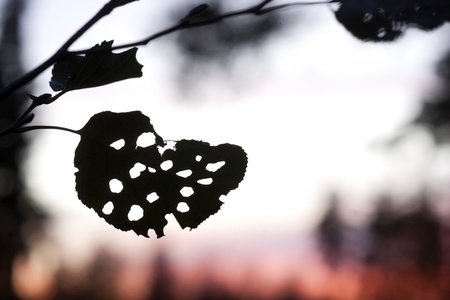 Silhouette of leaf eaten by bugs in forest in eveningの写真素材