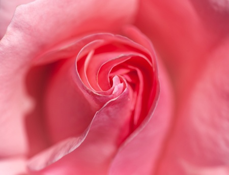 Close up of fresh red roseの写真素材