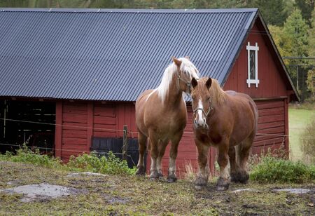 domestic work horses in front of red barnの写真素材