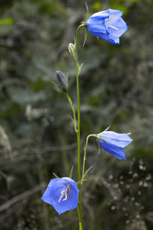 Close up of bluebell in a fieldの写真素材
