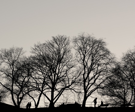 Silhouettes of people under bare trees in parkの写真素材