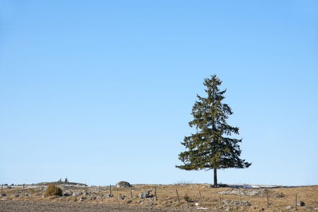 single spruce tree on blue skyの写真素材