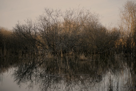 Bare tree reflected in water in a swamp areaの写真素材