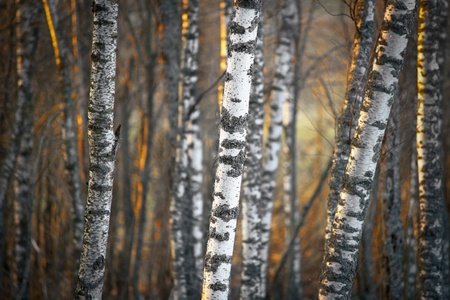 Bare birch trees at sunset in springの写真素材