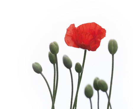 close up of red poppy flower with budsの写真素材