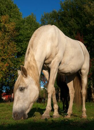 Grazing white horse in summer evening lightの写真素材