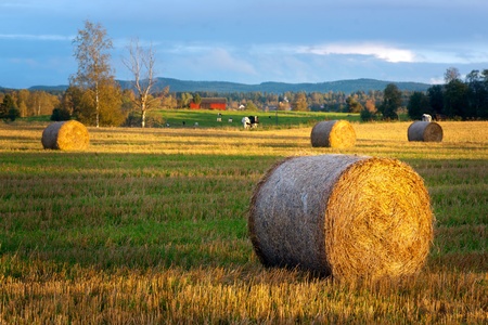 Rural landscape with hay bale in foreground and cows in backgroundの写真素材