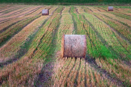hay bales on harvested field in evening lightの写真素材