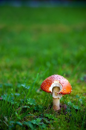 One fly agaric mushroom on green grassの写真素材