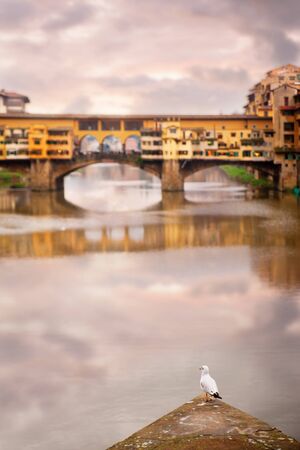 Lone seagull in Florence with Ponte Vecchio in backgroundの写真素材