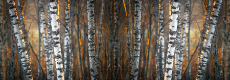 Wallpaper image of birch forest in evening light