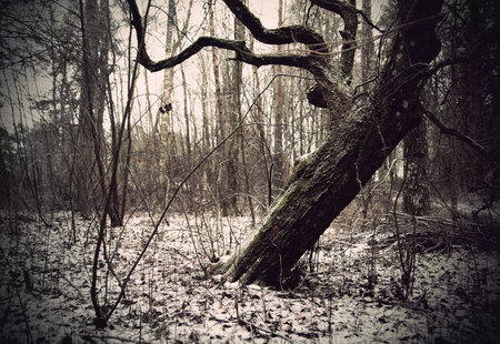 Old tree in spooky dark winter landscapeの写真素材