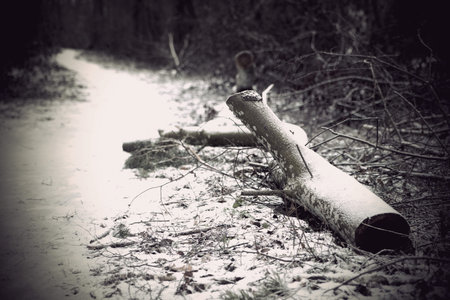 fallen partly chopped tree in winter landscape