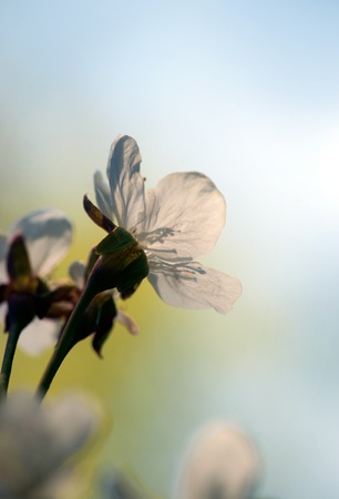 Close up of cherry flower in early eveningの写真素材