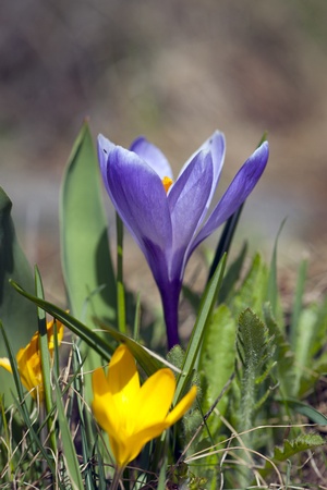 Close up of purple and yellow crocus in early springの写真素材