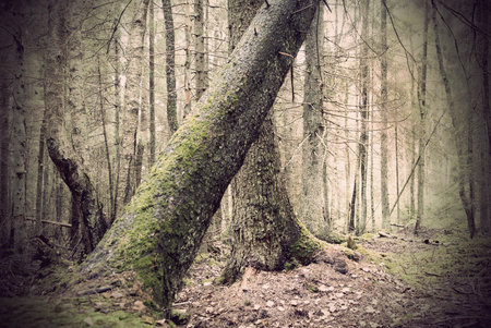 Fallen tree with fungus in spooky forestの写真素材