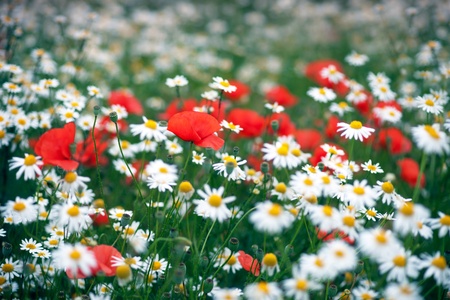 Daisies and wild poppy flowers in a fieldの写真素材