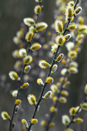 Branches of pussy willow in early spring