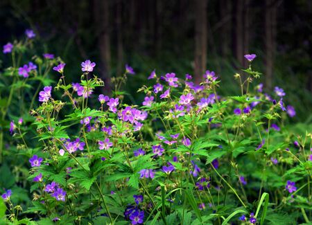 Bunch  of wood cranesbill or woodland geranium in forestの写真素材