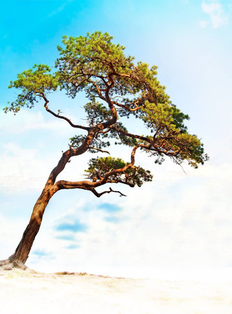 Small crooked conifer on bright summer day
