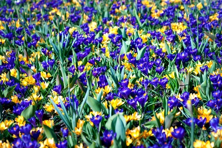 Field full of yellow and purple crocuses in early springの写真素材