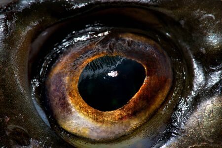 Extreme closeup of eye of newly caught pikeの写真素材