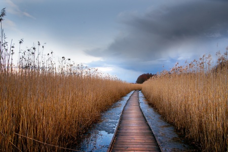 Boardwalk path through wetlands area in early springの写真素材