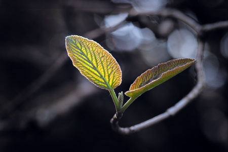Back lit leaves of scrub in early springの写真素材