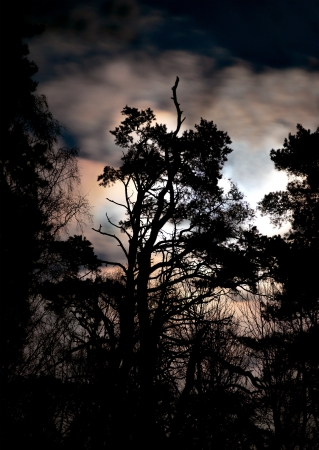 silhouette of evergreen tree on mody winter evening skyの写真素材
