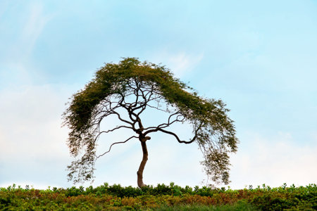 Silhouette of small tree on blue sky