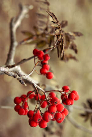Close up of bunch of rowan berries in autumn  Selective focus の写真素材