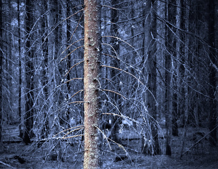 Spooky forest with bare trunks of spruce trees in shades of blue