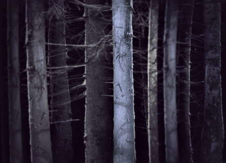 Spooky forest in winter evening with tree trunks  in shades of blue