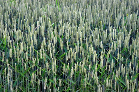 High angle view of green wheat fieldの写真素材