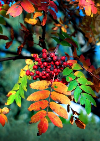 Rowan berries on rowan tree with colorful autumn leavesの写真素材