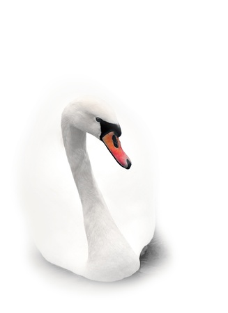 Close up of white swan on white backgroundの写真素材