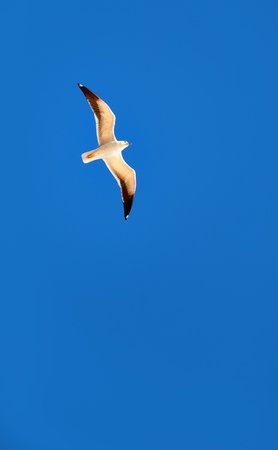 Brightly lit flying seagull on blue skyの写真素材