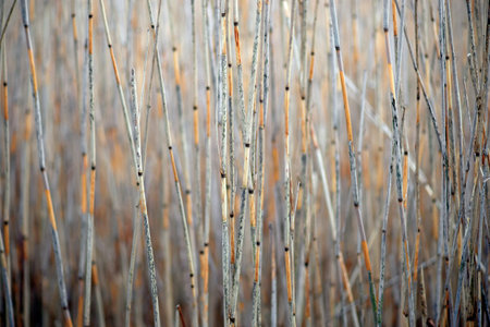 Background of stems of dry reeds