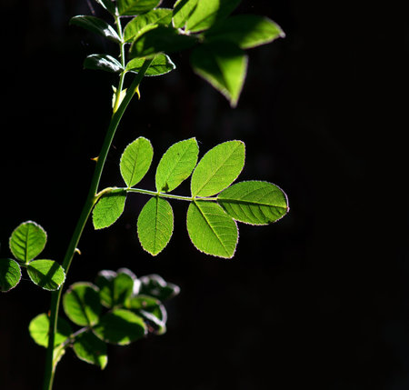 Back lit leaf of rose bush on dark background
