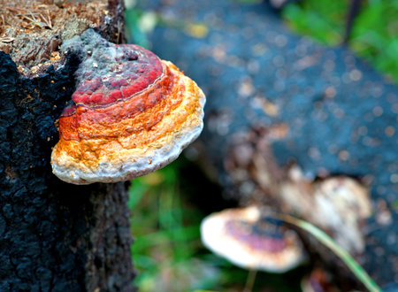 Red an yellow tree fungus on tree trunk