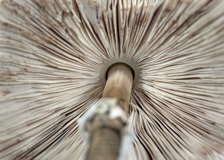 Close up of undertside of parasol mushroom with gillsの写真素材