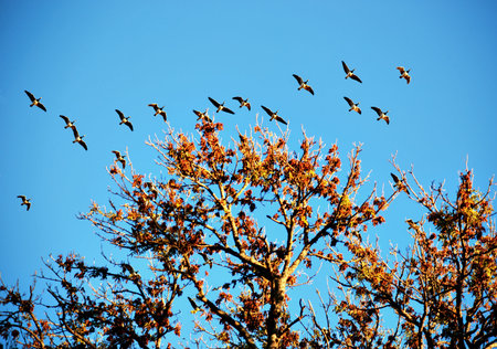 Migrating canada geese on blue sky with trees in autumn colorsの写真素材